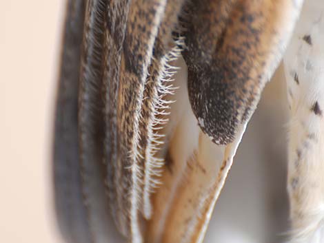 Barn Owl (Tyto alba)