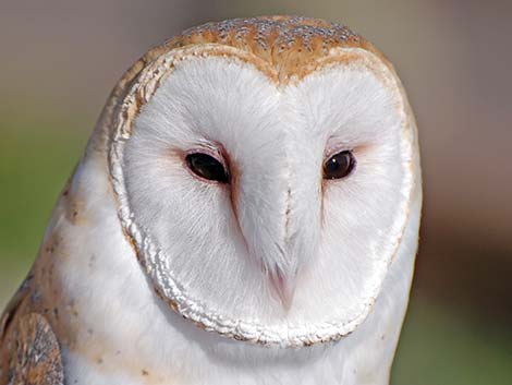 Barn Owl (Tyto alba)