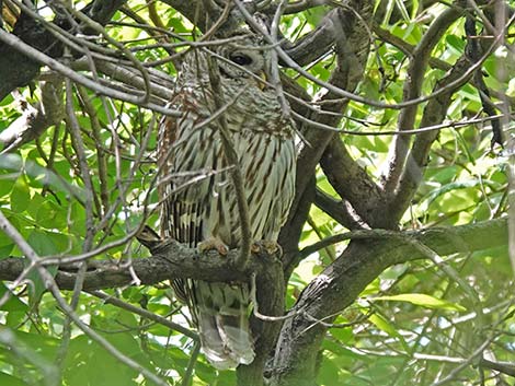 Barred Owl (Strix varia)