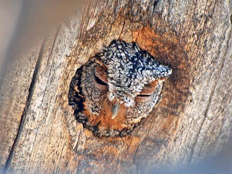 Flammulated Owl (Otus flammeolus)