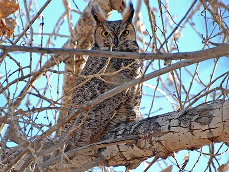 Great Horned Owl (Bubo virginianus)