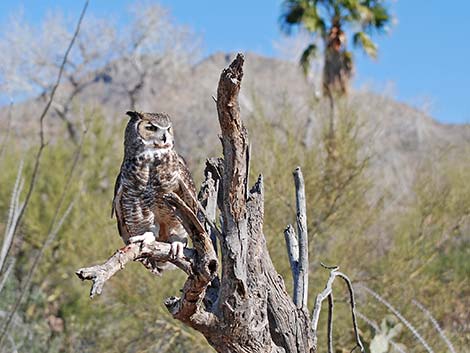 Great Horned Owl (Bubo virginianus)