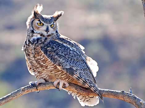 Great Horned Owl (Bubo virginianus)