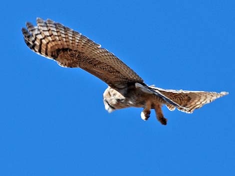 Great Horned Owl (Bubo virginianus)