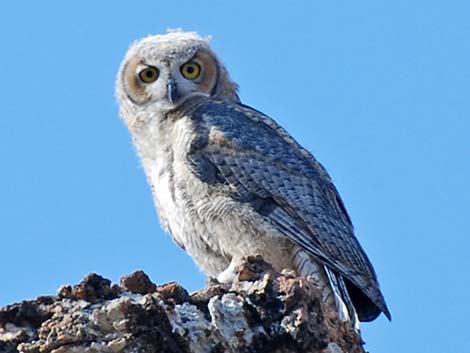 Great Horned Owl (Bubo virginianus)