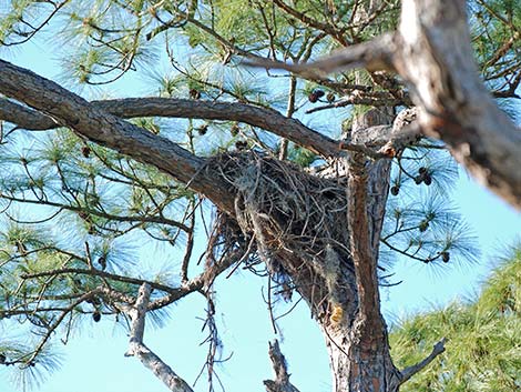 Great Horned Owl (Bubo virginianus)