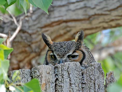 Great Horned Owl (Bubo virginianus)