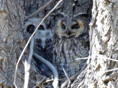 Long-eared Owl (Asio otus)