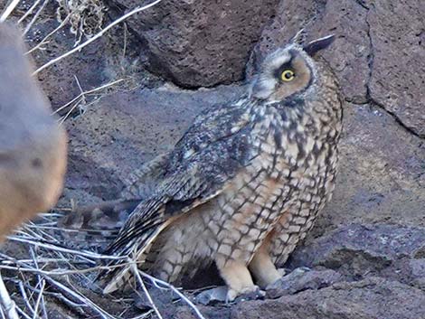 Long-eared Owl (Asio otus)