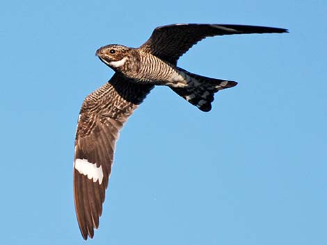 Caprimulgiformes - Nighthawks, Poorwill