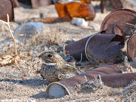 Lesser Nighthawk (Chordeiles acutipennis)