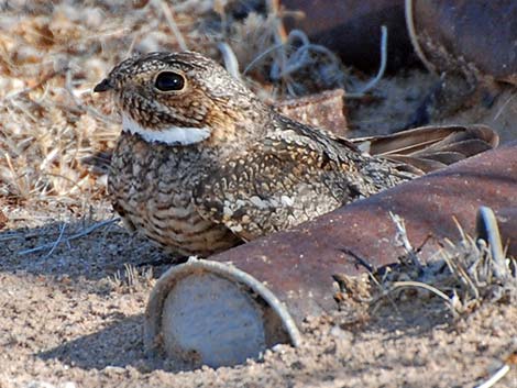 Lesser Nighthawk (Chordeiles acutipennis)