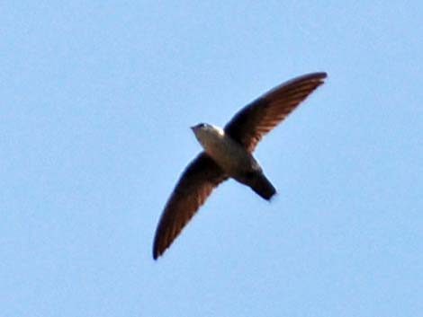 Vaux's Swift (Chaetura vauxi)