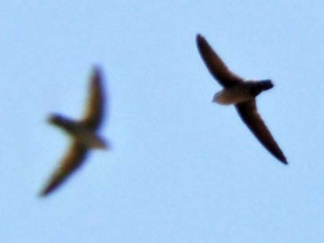 Vaux's Swift (Chaetura vauxi)