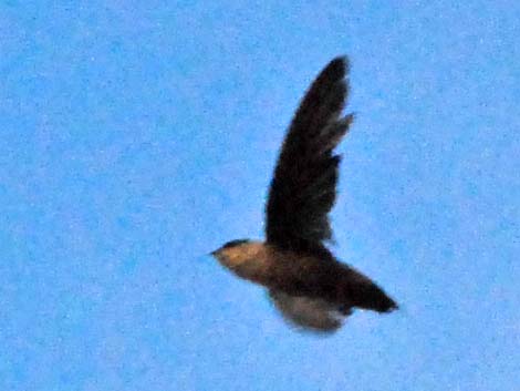 Vaux's Swift (Chaetura vauxi)