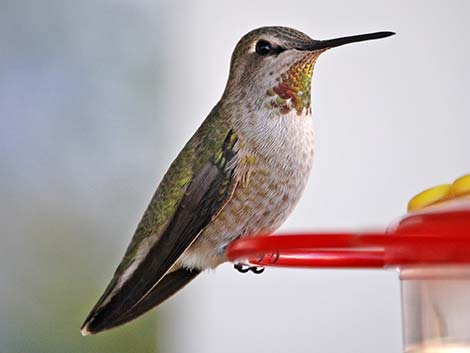 Anna’s Hummingbird (Calypte anna), female