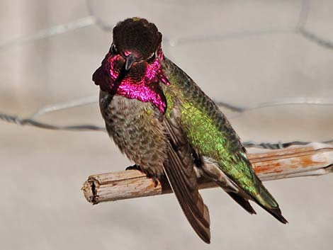 Anna’s Hummingbird (Calypte anna)