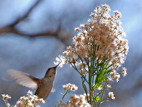 Anna's Hummingbird (Calypte anna)