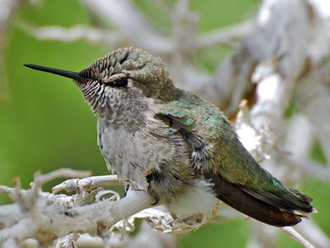 Anna's Hummingbird (Calypte anna)