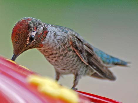 Anna's Hummingbird (Calypte anna)