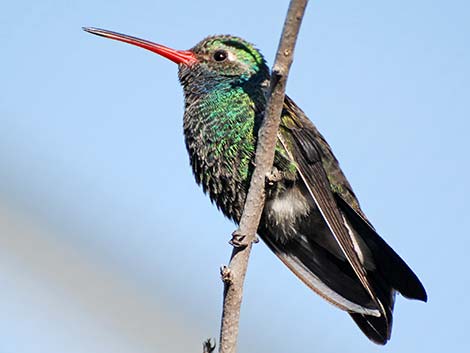 Broad-billed Hummingbird (Cynanthus latirostris)