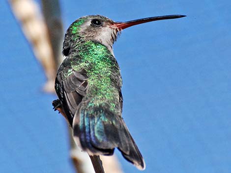 Broad-billed Hummingbird (Cynanthus latirostris)