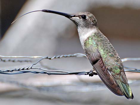 Black-chinned Hummingbird (Archilochus alexandri)