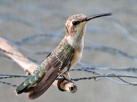 Black-chinned Hummingbird (Archilochus alexandri)