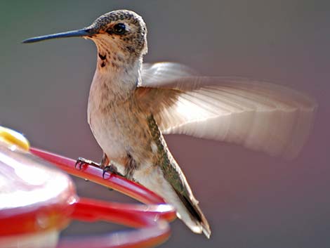 Black-chinned Hummingbird (Archilochus alexandri)