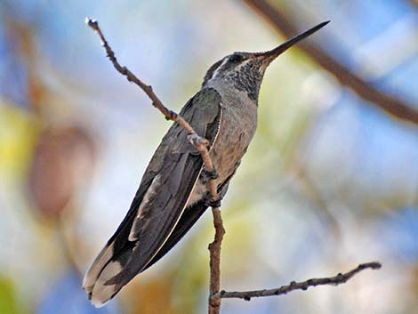 Blue-throated Hummingbird (Lampornis clemenciae)