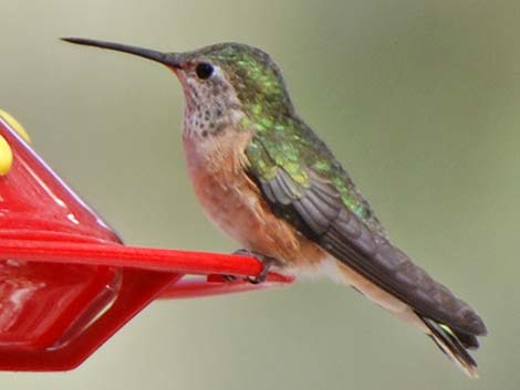 Broad-tailed Hummingbird (Selasphorus platycercus)