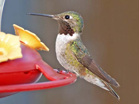 Broad-tailed Hummingbird (Selasphorus platycercus)