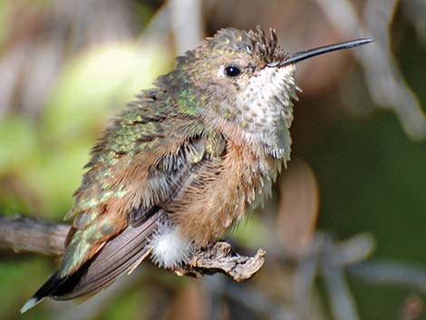 Broad-tailed Hummingbird (Selasphorus platycercus)