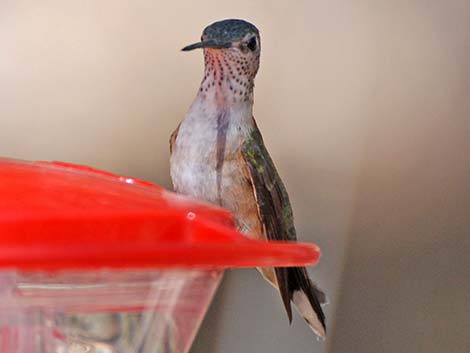 Calliope Hummingbird (Stellula calliope)