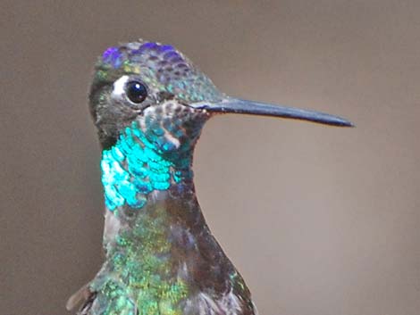 Rivoli's Hummingbird (Eugenes fulgens)