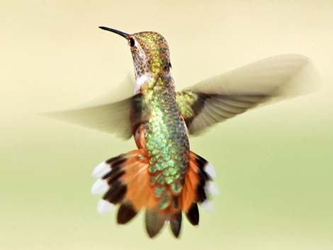 Rufous Hummingbird (Selasphorus rufus)