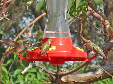 Rufous Hummingbird (Selasphorus rufus)