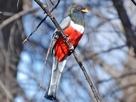 Elegant Trogon (Trogon elegans)