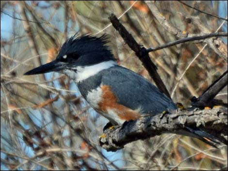 Belted Kingfisher (Ceryle alcyon)