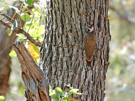 Arizona Woodpecker (Picoides arizonae)