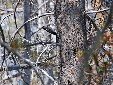 Black-backed Woodpecker (Picoides arcticus)