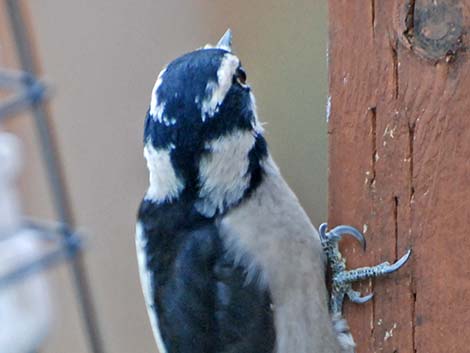 Downy Woodpecker (Picoides pubescens)