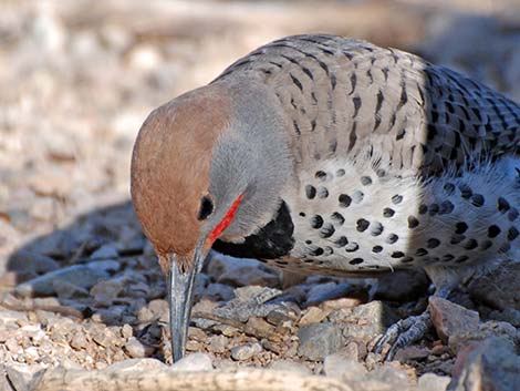 Gilded Flicker (Colaptes chrysoides)