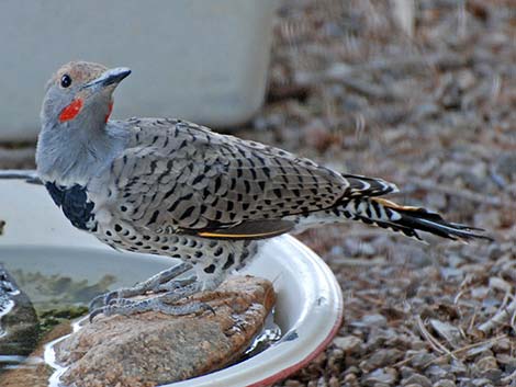 Gilded Flicker (Colaptes chrysoides)