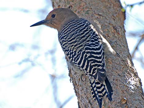 Gila Woodpecker (Melanerpes uropygialis)