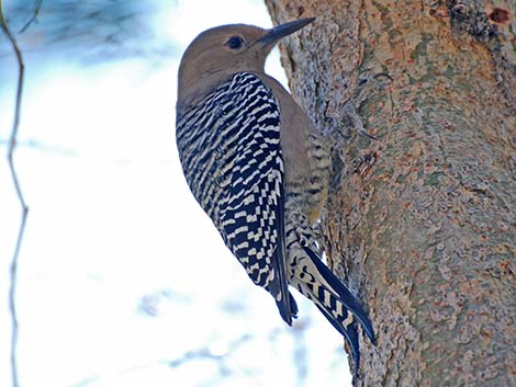 Gila Woodpecker (Melanerpes uropygialis)