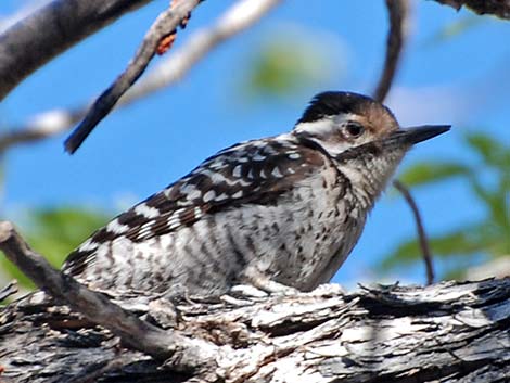 Ladder-backed Woodpecker (Picoides scalaris)