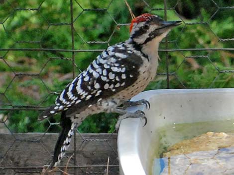 Ladder-backed Woodpecker (Picoides scalaris)