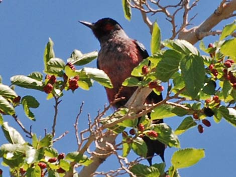 Lewis' Woodpecker (Melanerpes lewis)