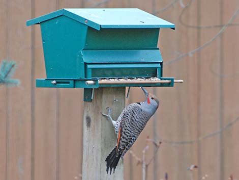 Northern Flicker (Colaptes auratus)